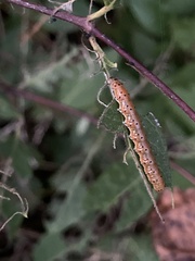 Saucrobotys futilalis