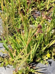 Juncus ensifolius