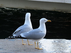 Larus michahellis