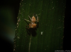 Prostheclina pallida