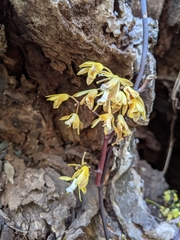 Erythrorchis cassythoides