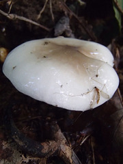 Limacella