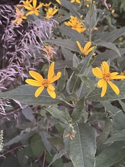 Helianthus hirsutus