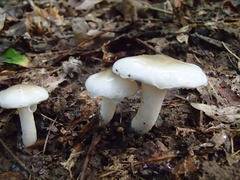 Limacella