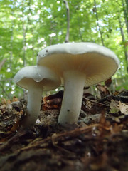 Limacella
