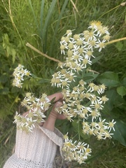 Doellingeria umbellata