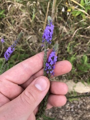 Verbena stricta