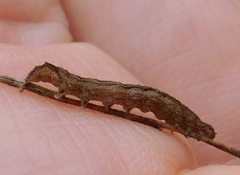Orthodes majuscula