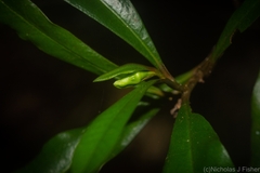 Eupomatia bennettii