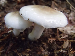 Limacella
