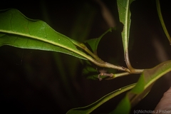 Eupomatia bennettii