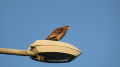 Daptrius chimango temucoensis