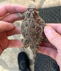 Phrynosoma cornutum