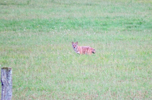 Coyote photographed in West Virginia