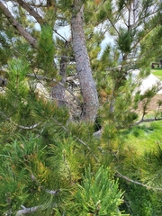 Pinus contorta murrayana