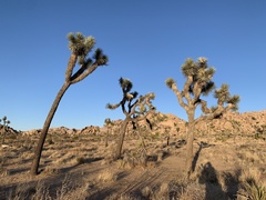 Yucca brevifolia