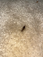 Forficula auricularia