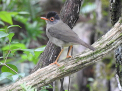 Catharus mexicanus