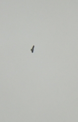 Geranoaetus melanoleucus