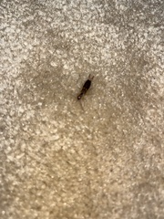 Forficula auricularia