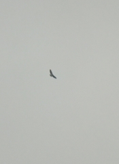 Geranoaetus melanoleucus