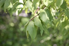 Prunus mexicana