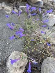 Penstemon