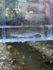 Notemigonus crysoleucas