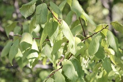 Prunus mexicana