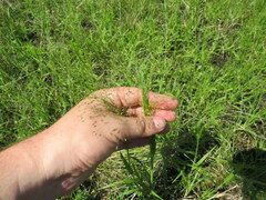 Panicum flexile