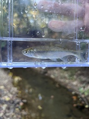 Notemigonus crysoleucas