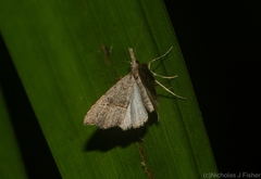 Trigonistis asthenopa