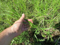 Panicum flexile