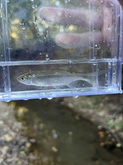 Notemigonus crysoleucas