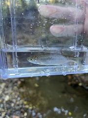 Notemigonus crysoleucas