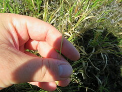 Sporobolus vaginiflorus