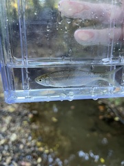 Notemigonus crysoleucas