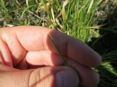 Sporobolus vaginiflorus