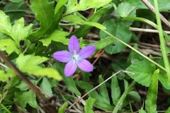 Triodanis biflora
