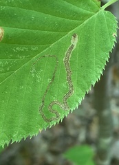 Stigmella lemniscella