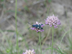 Zygaena ephialtes