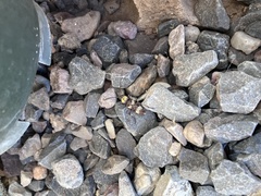 Megacyllene antennata