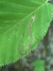 Stigmella lemniscella