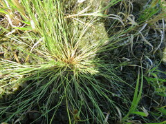 Sporobolus vaginiflorus