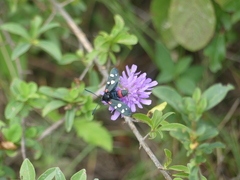 Zygaena ephialtes