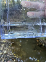 Notemigonus crysoleucas