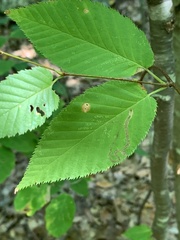 Stigmella lemniscella