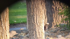 Dryobates albolarvatus