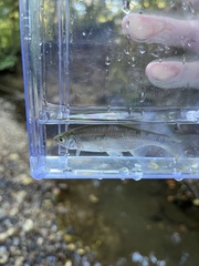 Notemigonus crysoleucas