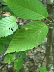 Stigmella lemniscella
